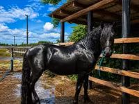 Koń, Friesian — zdjęcie 2