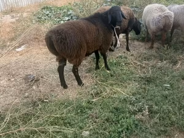 मेढ़ा, Rhon sheep