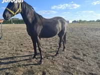 Hengst, Nonius horse — Foto 5