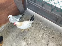 Chickens — foto 4