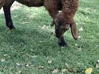 绵羊（批次，未指定性别）, Sheep — 照片 2