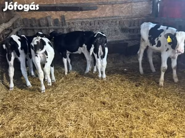 Bika, Russian Black pied cattle — Magyarország
