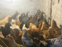 Guinea fowl — Foto 6