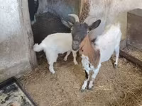 公山羊, Dutch Landrace goats — 照片 3