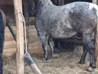 Stute, Hungarian horse breed — Foto 2