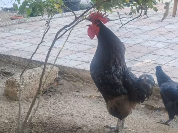 Chickens