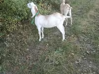 母山羊, Nubian Goat — 照片 5