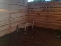 Sheep, Sheep — photo 2