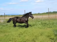 Caballo, Hungarian horse breed — foto 5
