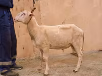 Beran, East Friesian Dairy sheep — foto 2