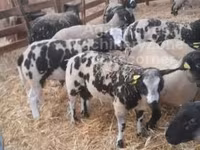 Baran, Zwartbles sheep — zdjęcie 2