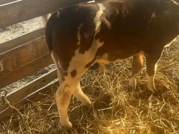 Buğa, Simmental cattle