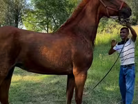 Klisna, Skyros Pony — foto 1