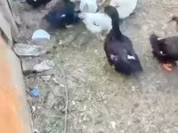 Ducks — 照片 2