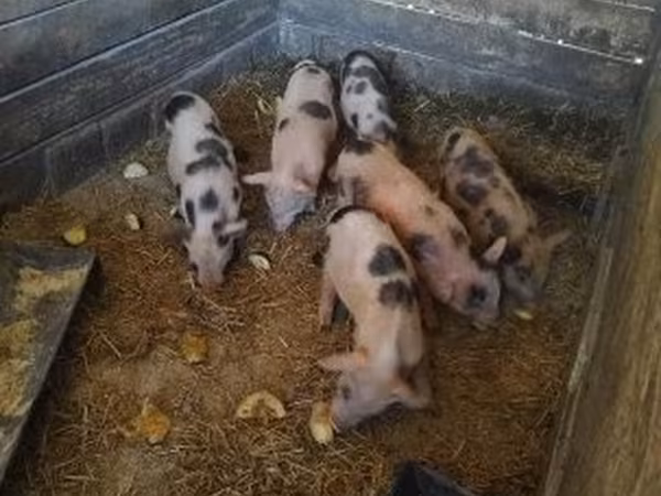 Pigs (batch, sex not specified), Pigs — Hungary