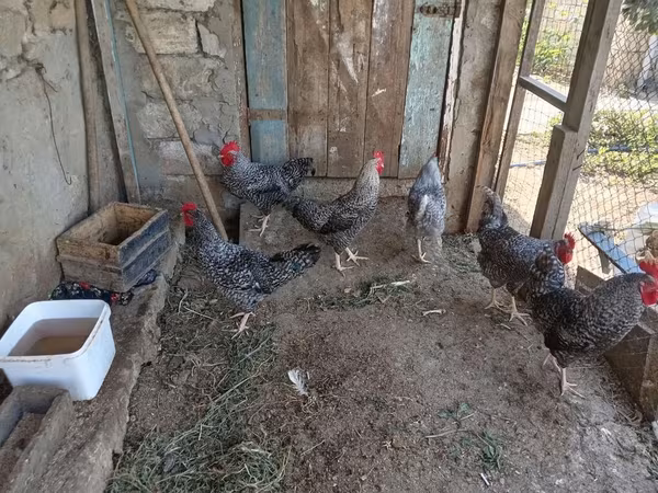 Gallina eslovena barrada
