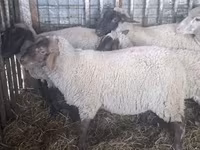 母羊, Ile-de-France sheep — 照片 5