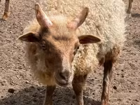 Kos, Racka sheep — 2. fotó