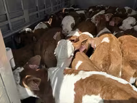 Bika, Simmental cattle — 3. fotó