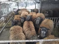Sheep, Texel sheep — photo 2