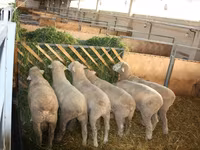 Қошқар, Dorset horn sheep — 4-сурет