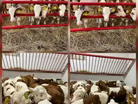 Bulle, Simmental cattle — Foto 3