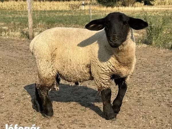 Kos, White Suffolk sheep — Magyarország