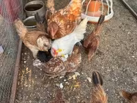 Chickens — الصورة 3