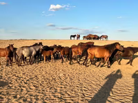 فرس, Mugalzhar horse — الصورة 2