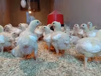 Chickens — फ़ोटो 4