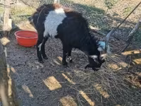Bak, Pomellata goat — 2. fotó