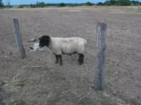 Kos, White Suffolk sheep — 1. fotó