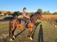 公马, Hungarian horse breed — 照片 6