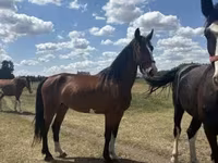 Kanca, Dutch warmblood horse — 2. fotó