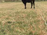 Krowa, Swiss cattle — zdjęcie 5