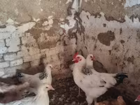 Chickens — 3-сурет