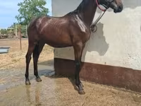Hing, Nonius horse — 3. fotó