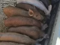 Pigs (batch, sex not specified), Pigs — photo 1