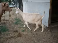 Goat, Goats — photo 2