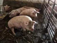 Sow, Pigs — photo 2