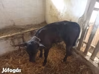 Bull, Cattle — photo 1