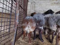 Schaf, Schafe — Foto 5
