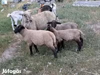 نعجة, الأغنام — الصورة 3