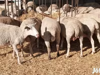 Sheep (batch, sex not specified), Sheep — photo 4