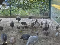 Guinea fowl — 7-сурет