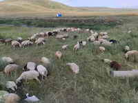 Oveja, Balbas sheep — foto 5