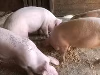 Boar, Pigs — photo 2