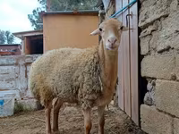 भेड़, भेड़ — फ़ोटो 1