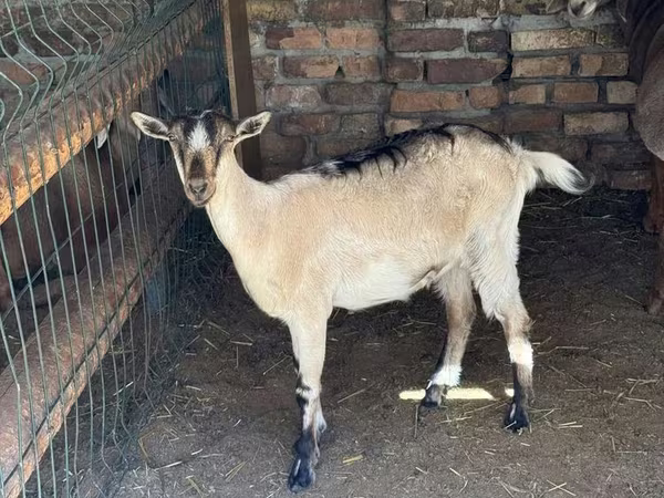 Nőstény kecske, Saanen goat