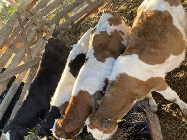 Bulle, Simmental cattle — Ungarn